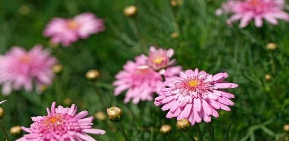 以百合花的花语为主题的文章（守护的爱——百合花语的深意）