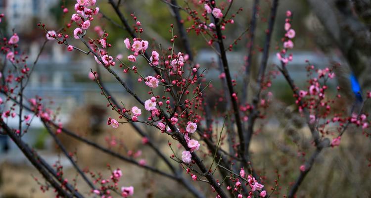 冬天梅花的象征意义（白雪中的生命之美）