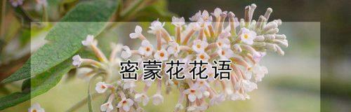 花语大揭秘（探索花朵背后的情感纽带）