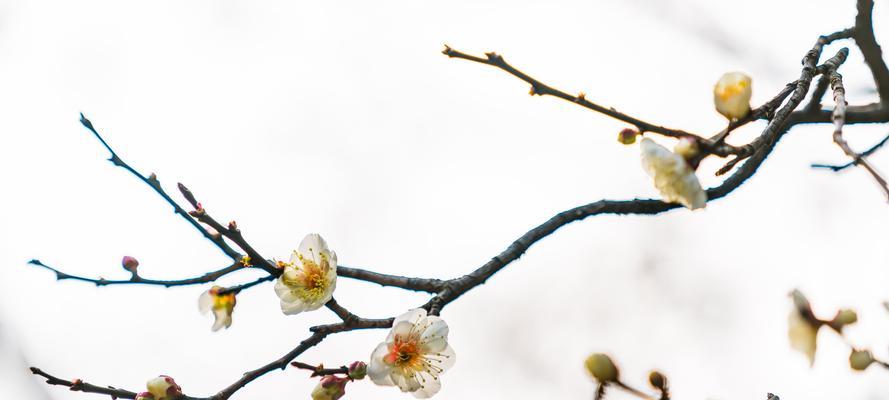 腊梅花语（揭开腊梅花所传达的暖意）