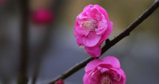 梅花吉祥之美（探寻梅花背后的吉祥象征）