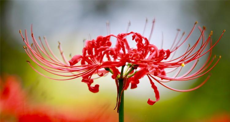 玫瑰花的花语与意义（探秘玫瑰花所代表的不同情感与象征）