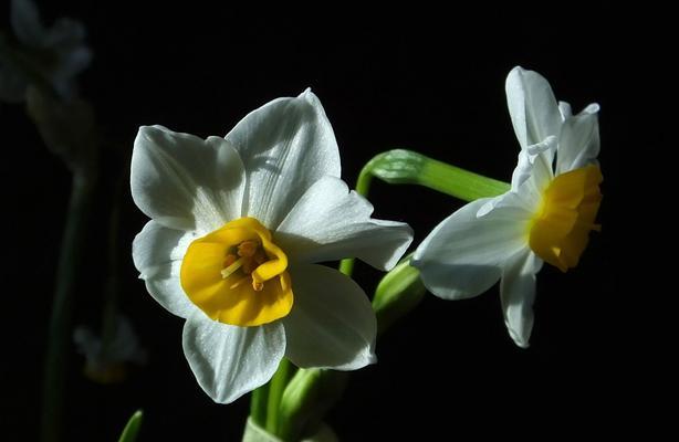 水仙花的多彩世界（探寻不同颜色水仙花的象征意义）