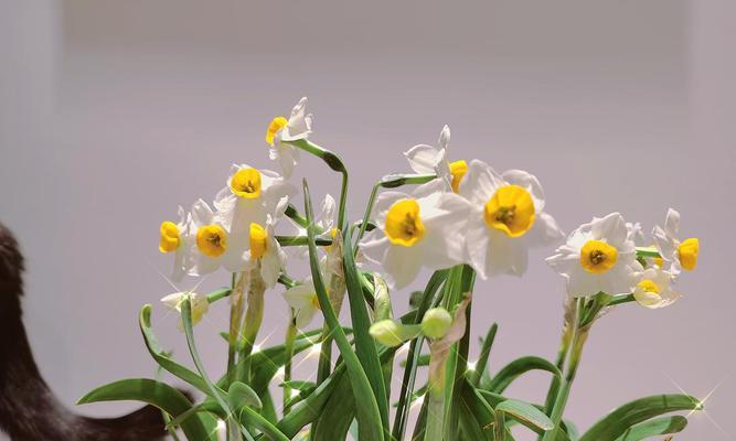 水仙花（探寻水仙花的特点与象征意义）