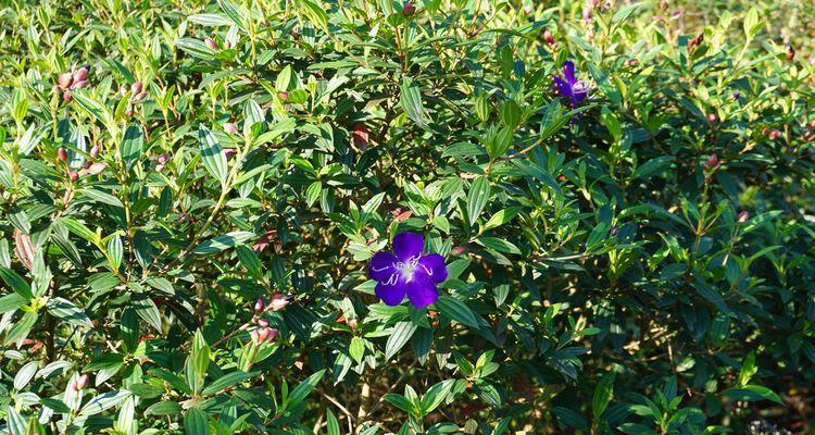 野牡丹（探寻巴西野牡丹的花语之美）