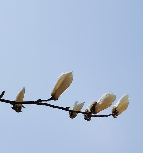 白兰花之美（探索白兰花的花语和神秘传说）