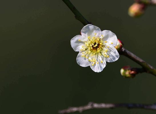 白梅花语（传递生命力与美丽的白梅花）