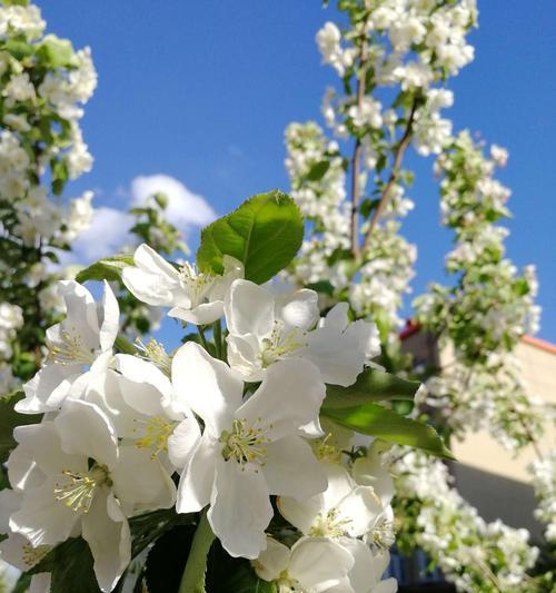 白色海棠花的花语与意义（探寻白色海棠花的象征与寓意）