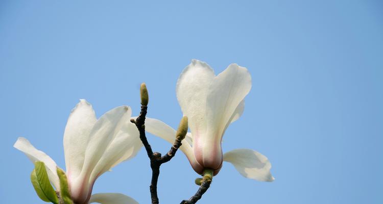 白色玉兰花的花语之美（唯美纯洁）