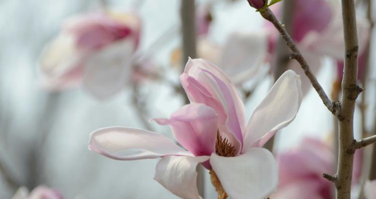 白玉兰花的花语与意义（探秘白玉兰花的花语之美）