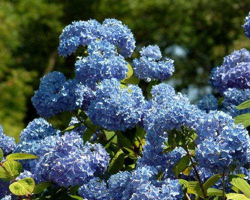 北京夏菊花语——传递美好与希望（感受夏日芬芳）