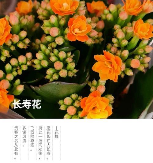 探寻长寿花不同颜色花语的奥秘（长寿花花语解读）