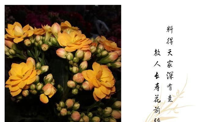 长寿花（揭开长寿花的花语及其象征意义）