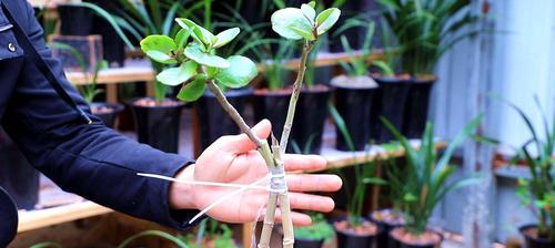 长寿花语（以长寿花语为主题的园艺文化探究）