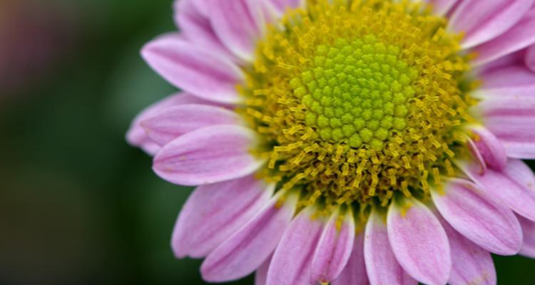 长寿菊花语及其深层寓意（以花开为寿）