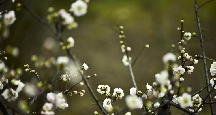 冬日梅花（寒冬里的瑰丽奇迹——探寻梅花的意义）