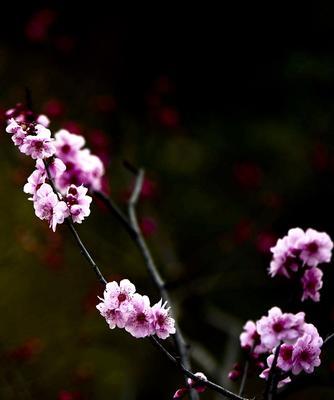 冬天梅花的独特魅力（探寻冬天梅花的奇妙之处）