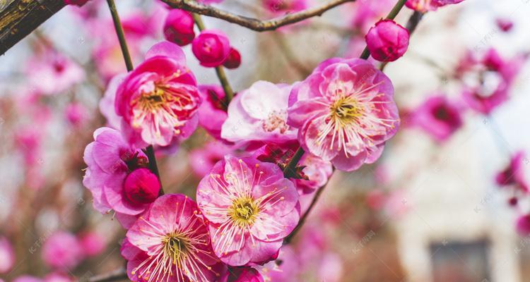 冬天梅花的美丽与独特（探索冬天梅花的独特魅力）