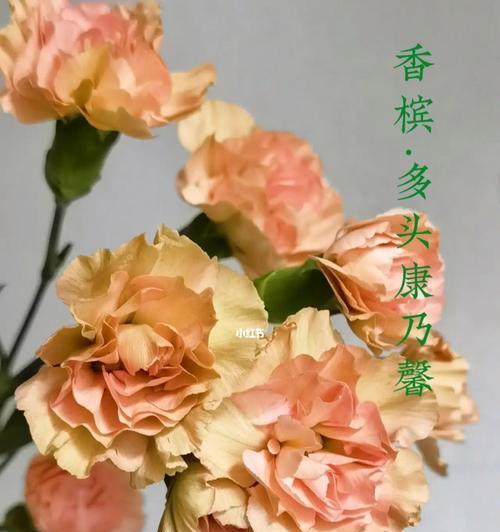 多头康乃馨的花语之美（揭示多头康乃馨的丰富寓意和意义）