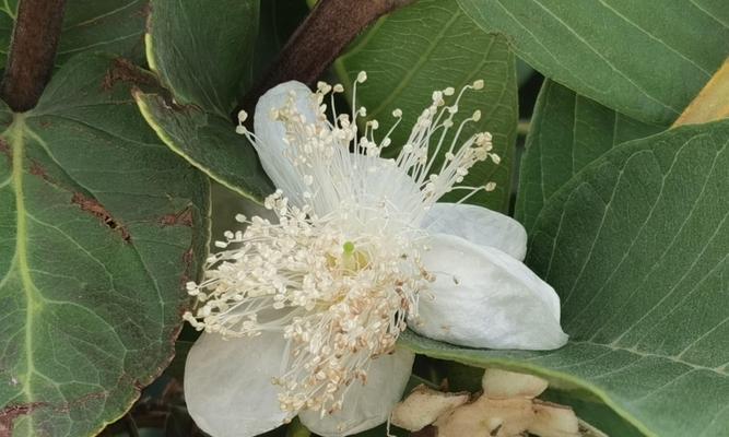 番石榴花（探寻番石榴花的花语与魅力）