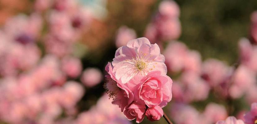 粉色梅花的花语与意义（探寻粉色梅花的美丽寓意与象征）