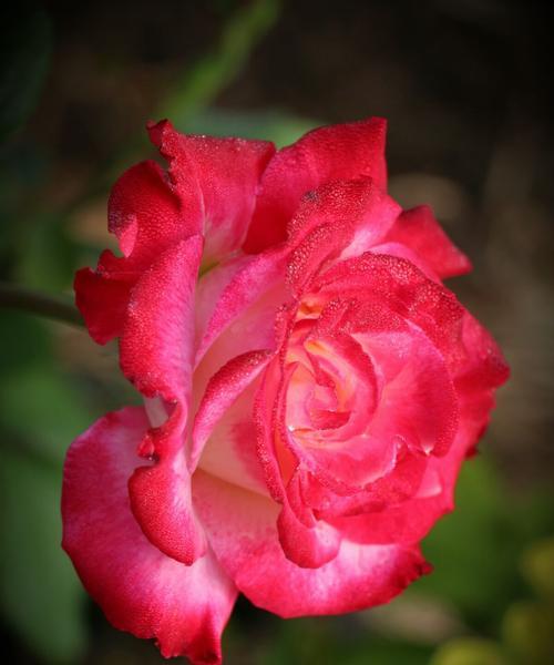 粉色月季花的花语与意义（解读粉色月季花的传达情感与美丽之道）