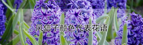 风信子的花语（探寻风信子的花语）