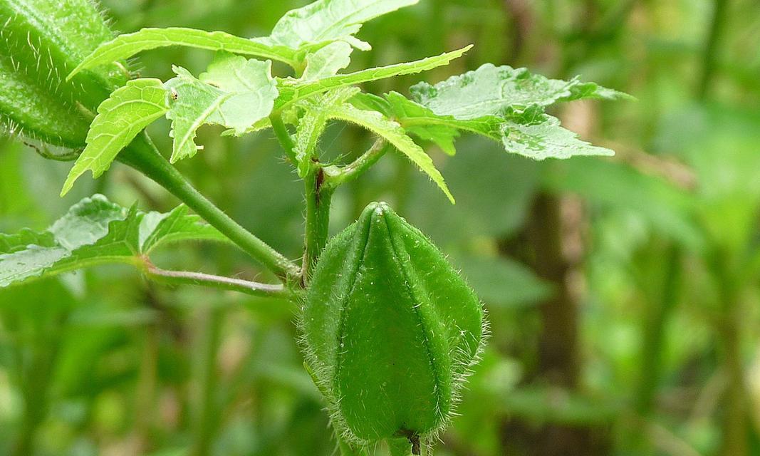 瓢儿菜的传奇故事（了解瓢儿菜的种植历程和营养价值）