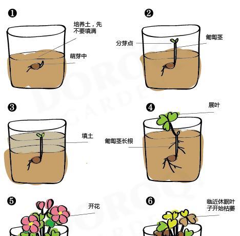 乒乓福娘的繁殖方法与注意事项（了解乒乓福娘的生殖特点）