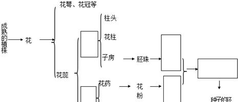 乒乓菊繁殖方法与注意事项（掌握正确方法）