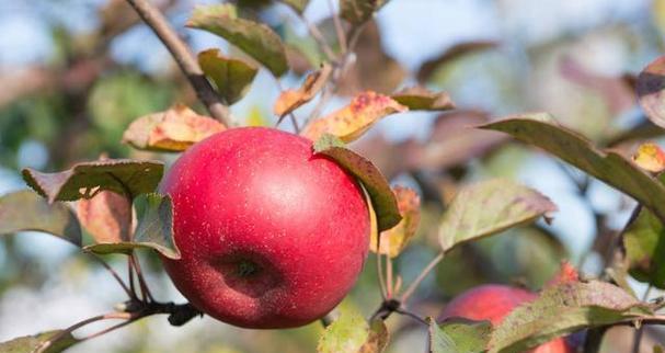 苹果生长周期及其特点（从花朵到成熟果实）