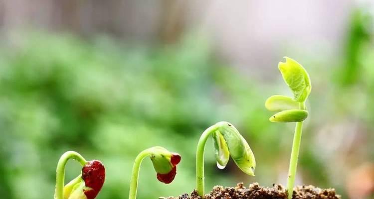 苹果种子的种植方法和注意事项（从苹果种子到果树）