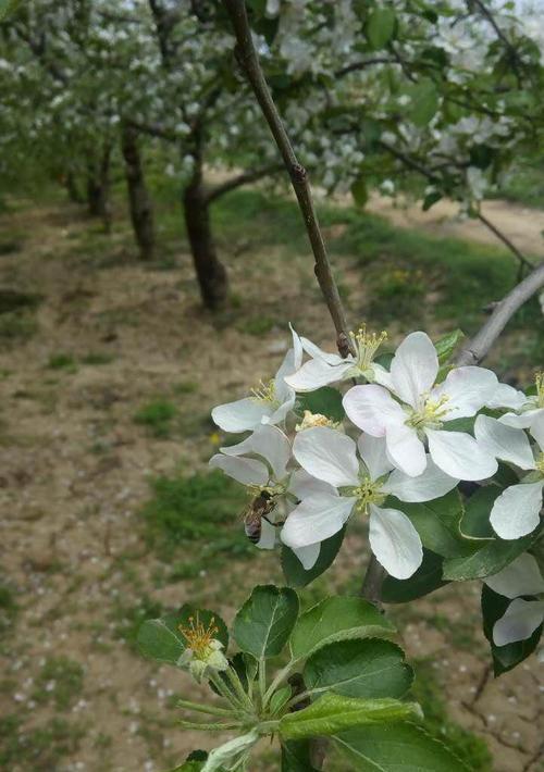 苹果花期的持续时间（探究苹果花期的变化规律和影响因素）