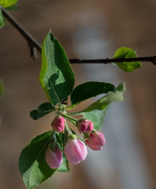 苹果花开花月份及特点（春季盛宴）