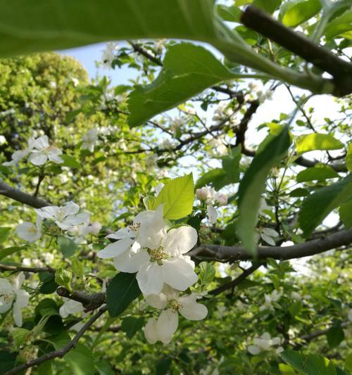 苹果花不是完全花（探究苹果花的花型及结构）