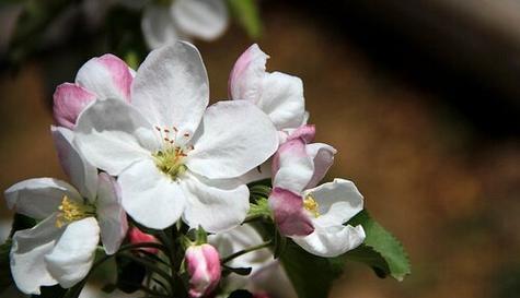 苹果花开的时节和条件（苹果开花需要什么条件）