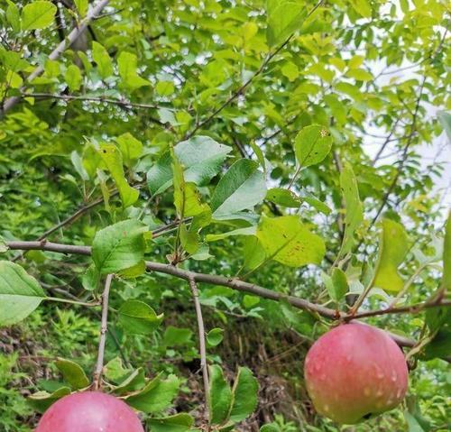 苹果的成熟与上市时间（揭秘苹果成熟期和上市时间的秘密）