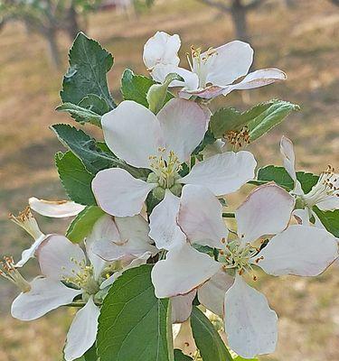 苹果开花全过程剖析（探究苹果开花的生理过程）