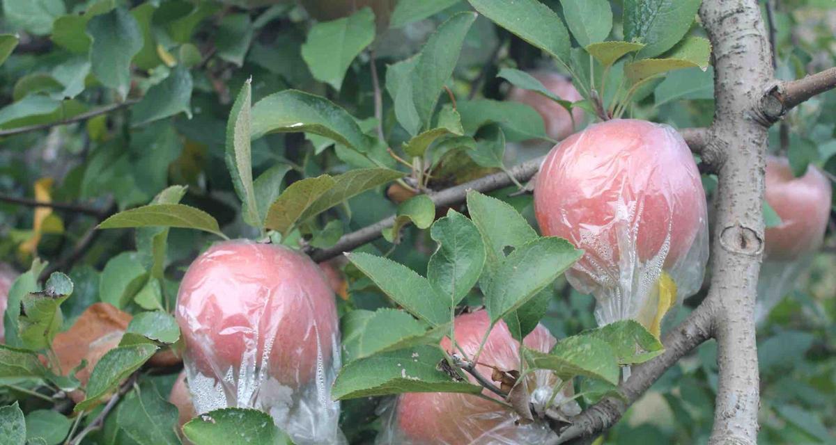 苹果树开花时该不该浇水（掌握科学的浇水方法）