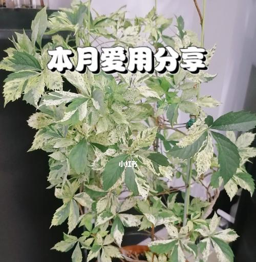 苹果是怕冷还是怕热（探讨苹果生长的气温条件）