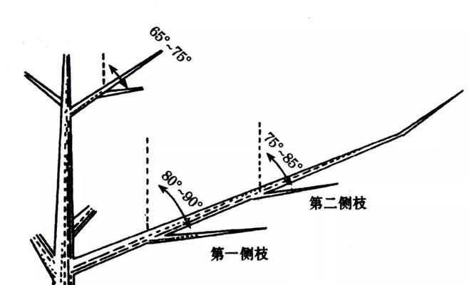 苹果盆栽修剪方法（打造健康生长的苹果盆栽）