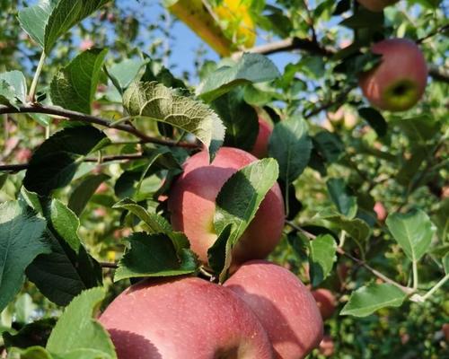 苹果生长的环境条件及特点（揭秘苹果成长的5个秘密）