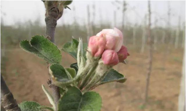 苹果生芽能否食用（科学研究告诉你答案）