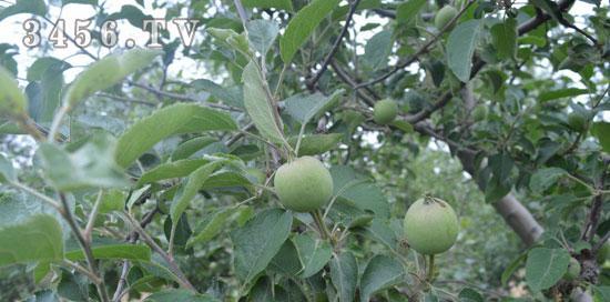 苹果（从种植到市场）