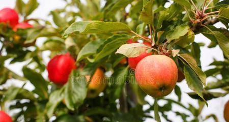 苹果的形状及其特点（探究苹果的形态）