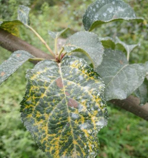 苹果树的落叶季节（揭秘苹果树冬天为何落叶）