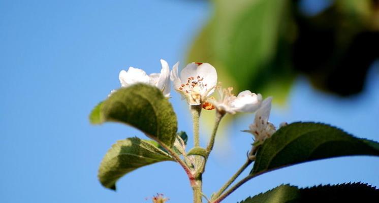 苹果树几年开花结果的全面解析（从种植到收获）