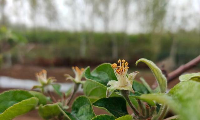 苹果树开花结果的季节及时间（一年四季）