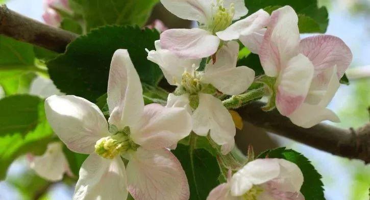 苹果树开花浇水问题解析（当苹果树开花时该不该浇水）