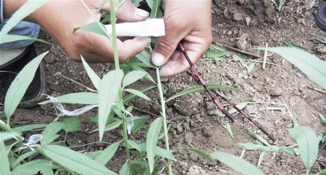 提高苹果树嫁接成活率的技巧（掌握正确的嫁接时间和方法）